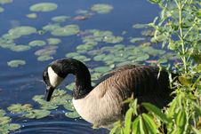 Canadian Goose Stock Photography Canadian Goose Stock Photography