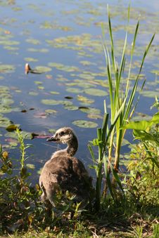 Canadian Goose Stock Images Canadian Goose Stock Images