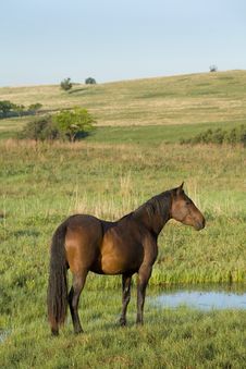 Mare In Pasture Stock Image Mare In Pasture Stock Image