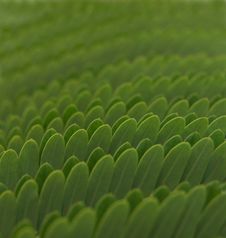 Green Leaves Stock Image Green Leaves Stock Image