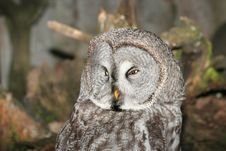 Grey Owl Royalty Free Stock Photo