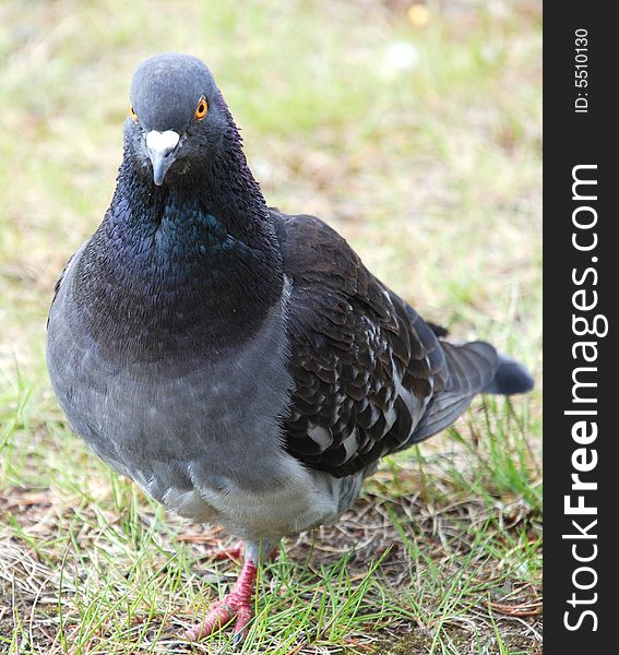 Pigeon on the grass at the sity