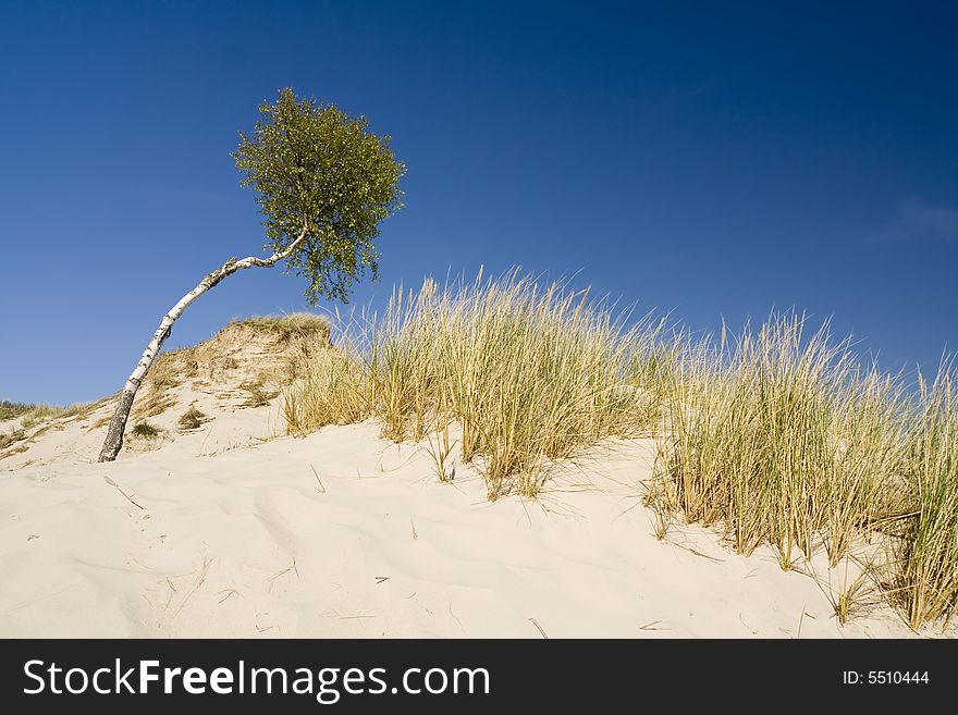 The desert Leba - birch in sand