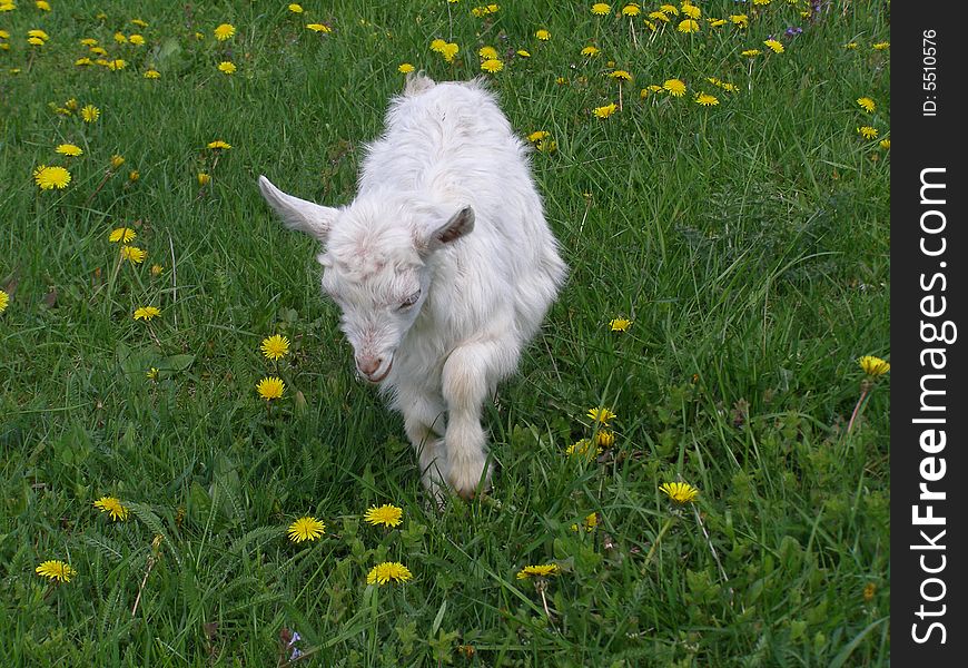 Small goat walking on the meadow