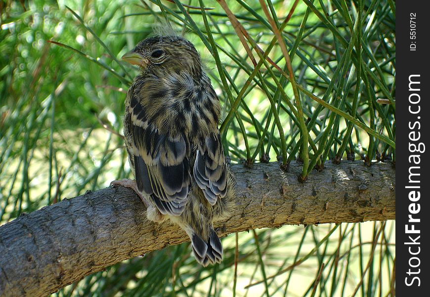 Little sparrow leaned on a branch of pine