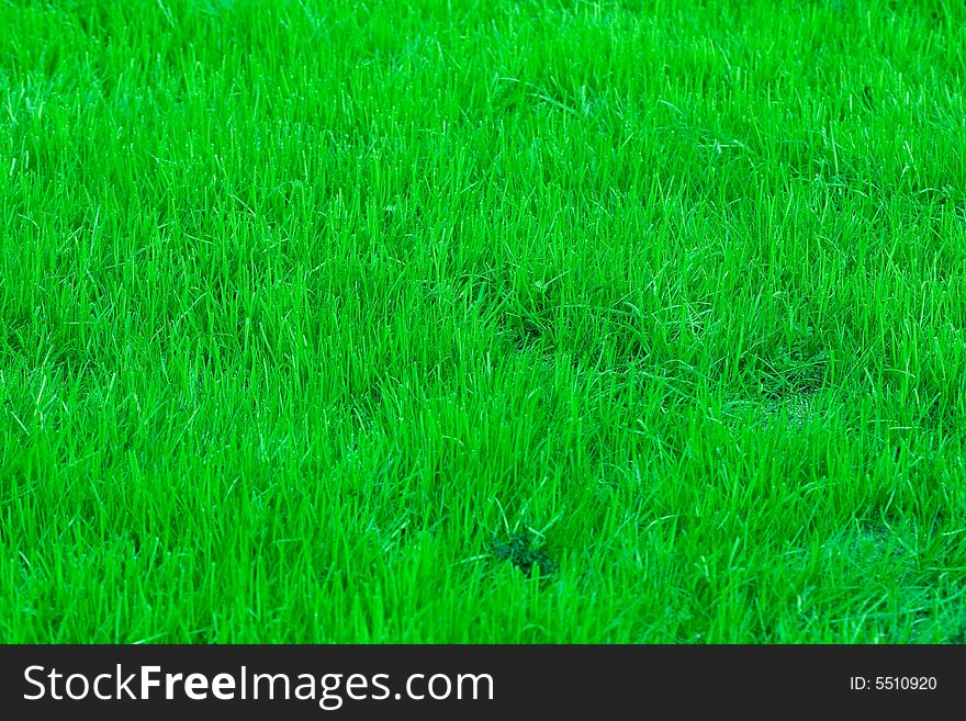 Brigt poison green grass texture