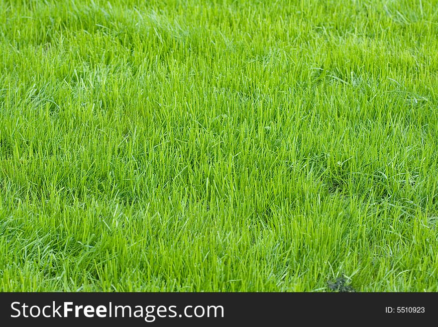 Field with a green grass in summer