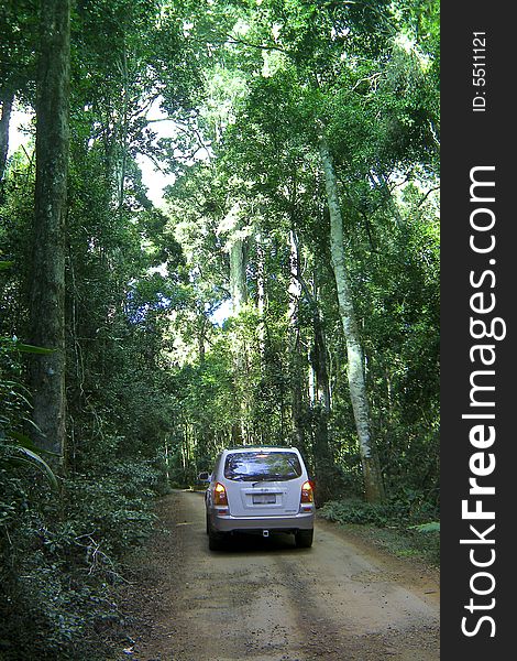 A four wheel drive going through the Australian rainforest on a dirt track. A four wheel drive going through the Australian rainforest on a dirt track.