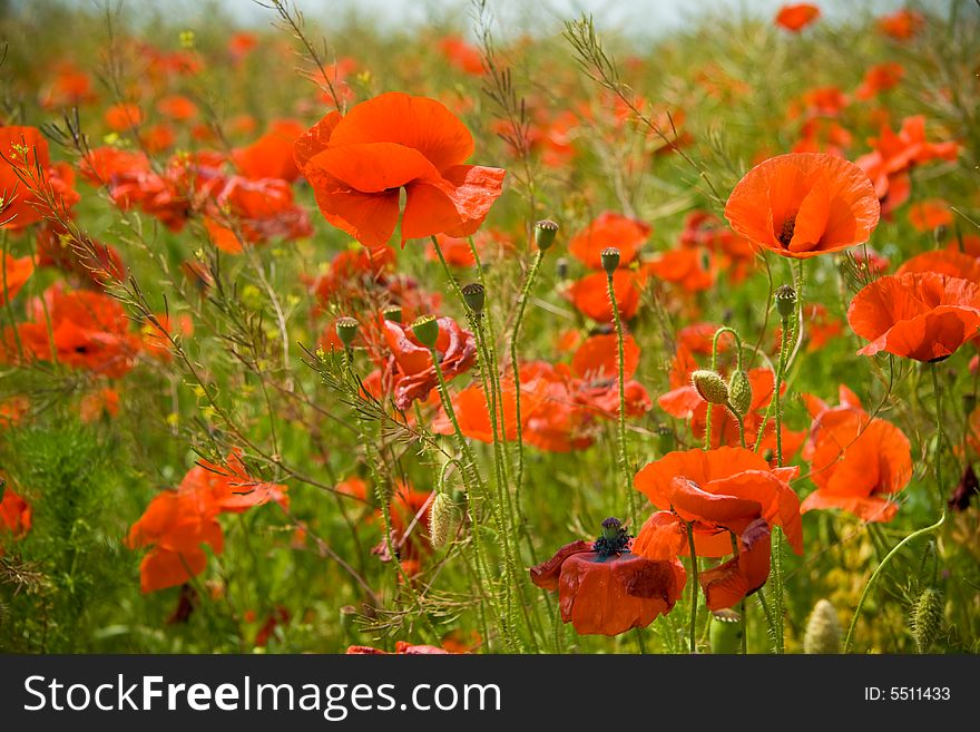 Wild landscape of poppies field