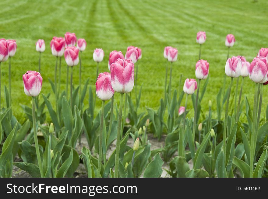 Pink tulip on green background