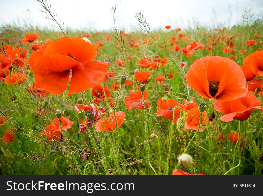 Poppies Field