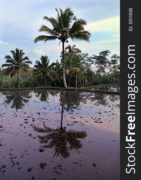 Palm tree mirrored on rice field