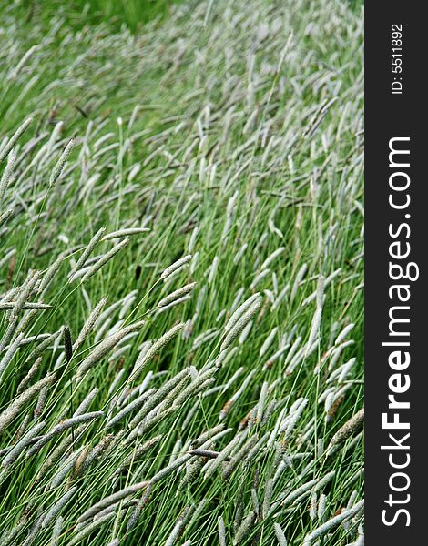 Texture Of Grass