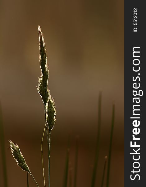 Single grass in back-light on brown,out of focus, background.