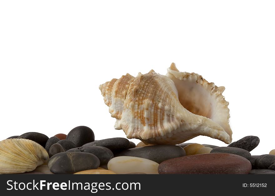 Seashell isolated on white background