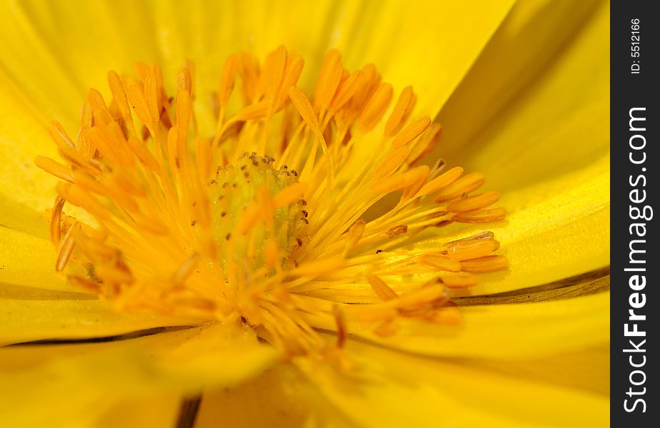 Yellow flower with yellow petals