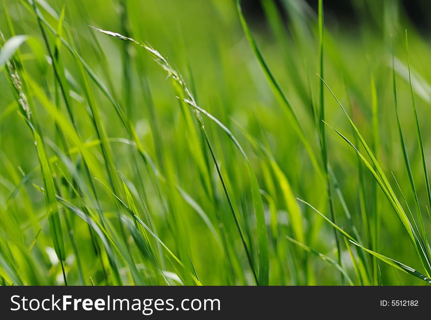 Green grass on the meadow. Narrow depth of field. Green grass on the meadow. Narrow depth of field.