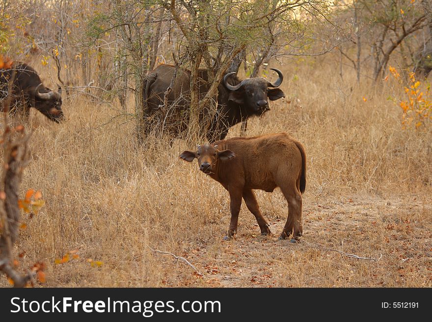 Buffalos and calf