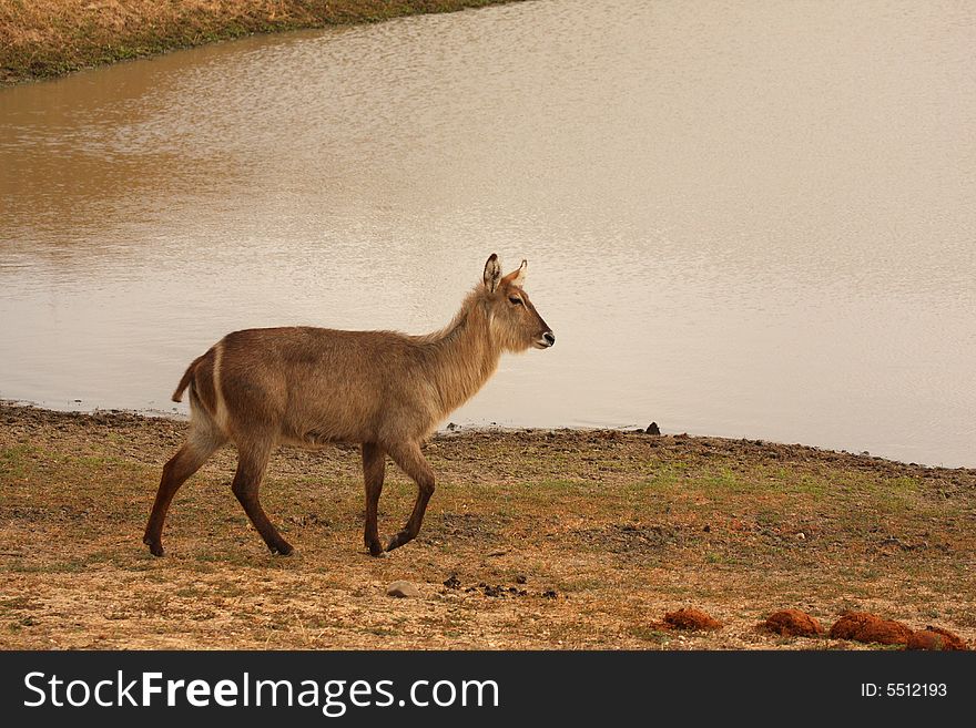 Photo of Female Waterbuck taken in Sabi Sands Reserve in South Africa