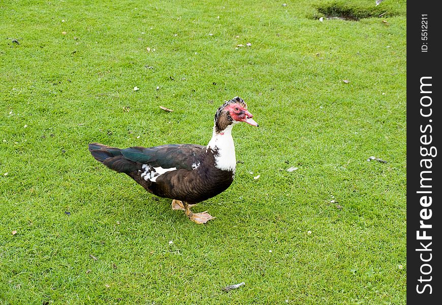 A Muscovy duck walking on grass