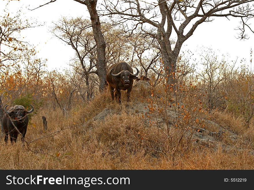 Photo of Buffalo herd taken in Sabi Sands Reserve in South Africa