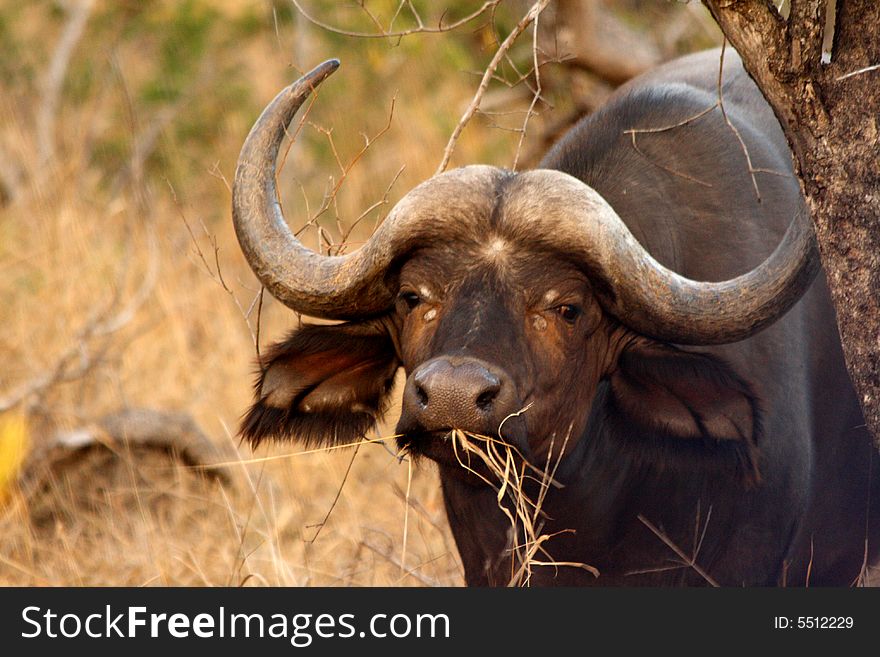 Photo of Buffalo herd taken in Sabi Sands Reserve in South Africa