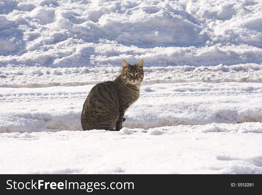 Tabby cat sitting on a snow covered road. Tabby cat sitting on a snow covered road