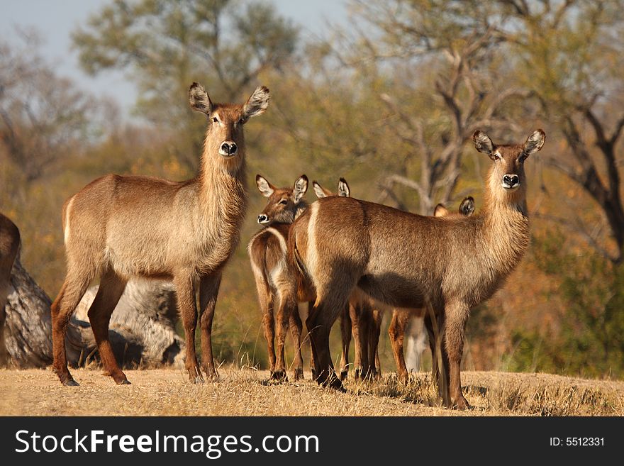 Photo of a herd of Female Waterbuck taken in Sabi Sands Reserve in South Africa. Photo of a herd of Female Waterbuck taken in Sabi Sands Reserve in South Africa