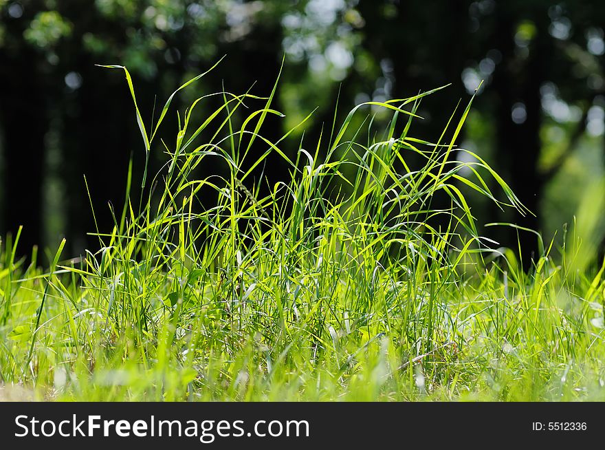 Green grass on the meadow. Narrow depth of field. Green grass on the meadow. Narrow depth of field.