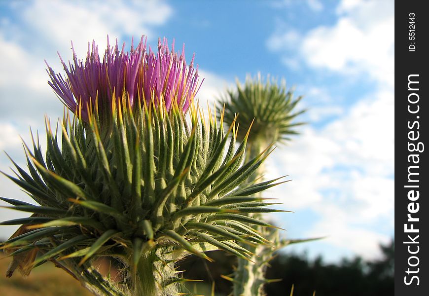 Thistles thorny flower on the sky background. Thistles thorny flower on the sky background