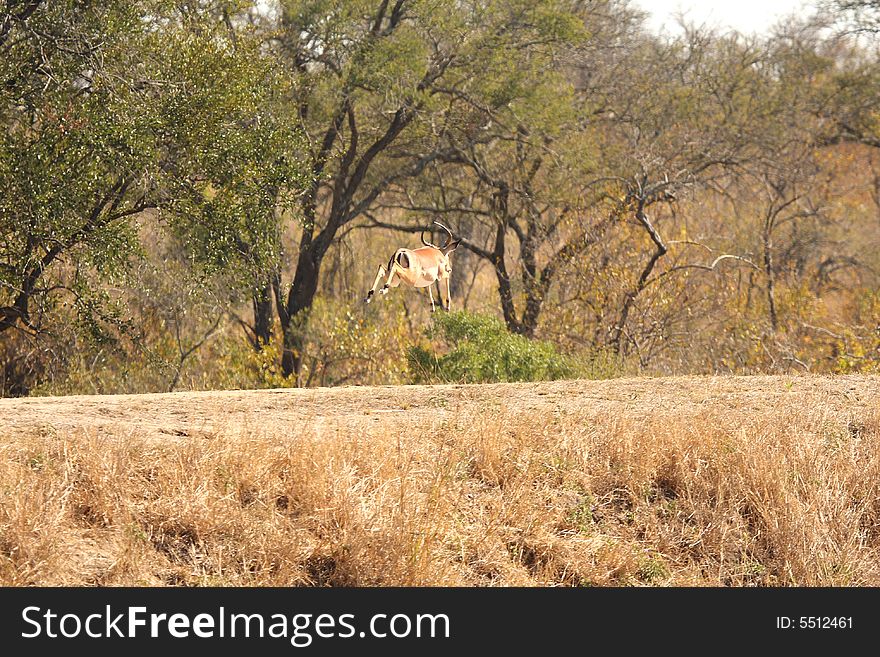 Photo of Jumping Impala taken in Sabi Sands Reserve in South Africa. Photo of Jumping Impala taken in Sabi Sands Reserve in South Africa
