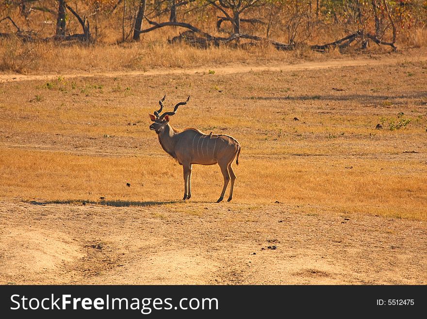 Photo of male Kudu taken in Sabi Sands Reserve in South Africa