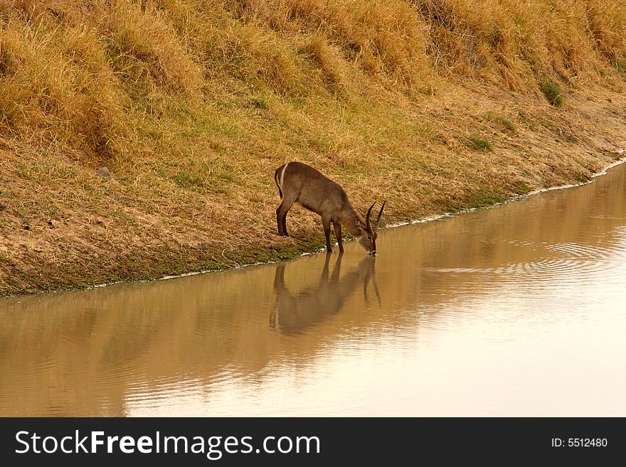 Photo of Drinking Waterbuck taken in Sabi Sands Reserve in South Africa