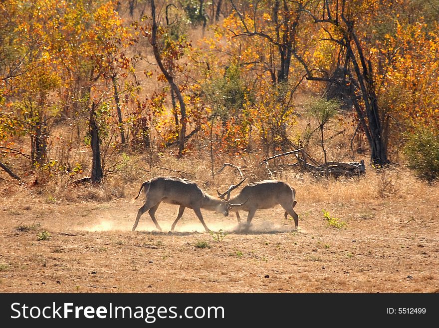 Photo of fighting male Waterbucks taken in Sabi Sands Reserve in South Africa