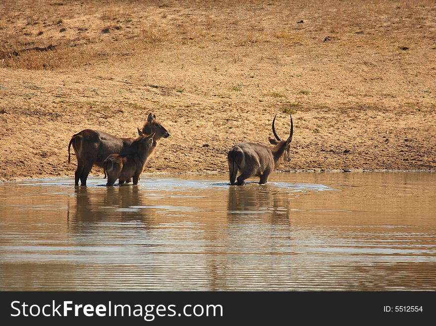 Herd Of Waterbuck