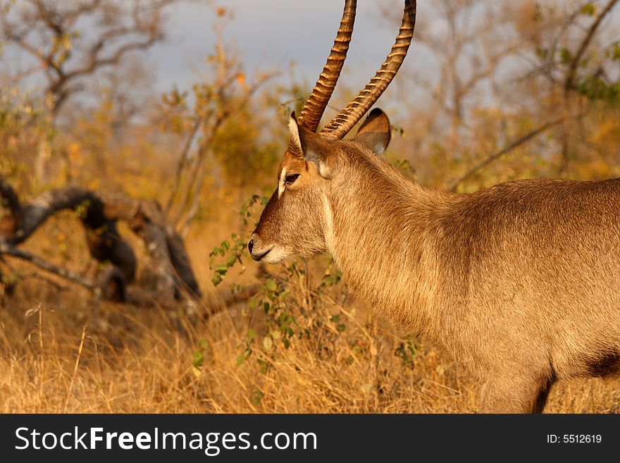 Photo of Male Waterbuck taken in Sabi Sands Reserve in South Africa