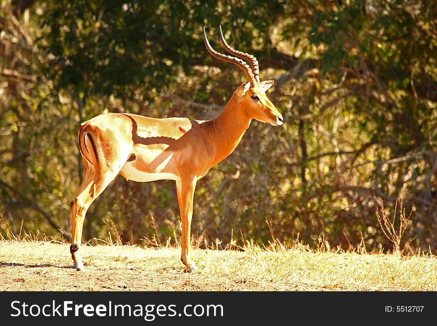 Photo of Male Impala taken in Sabi Sands Reserve in South Africa