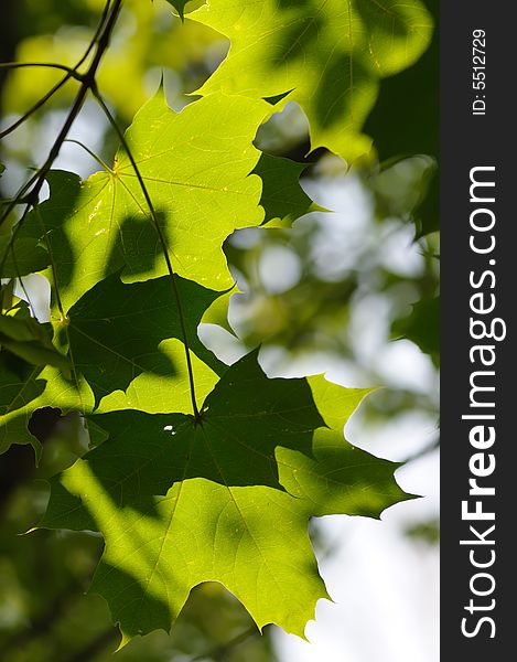 Green maple leaves in the park. Green maple leaves in the park.