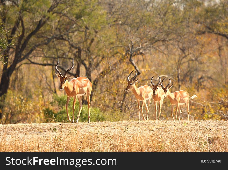 Photo of Male Impala taken in Sabi Sands Reserve in South Africa