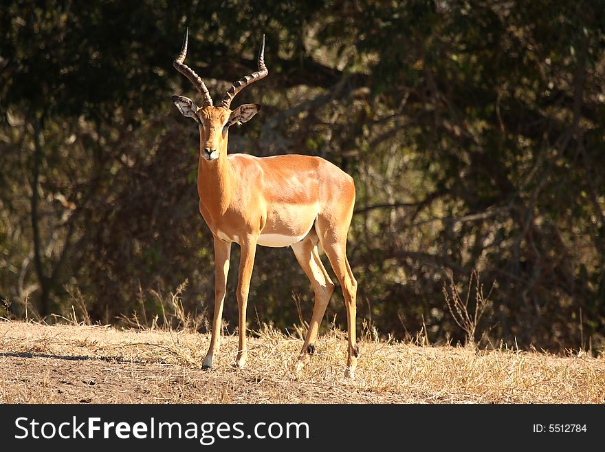 Photo of Male Impala taken in Sabi Sands Reserve in South Africa