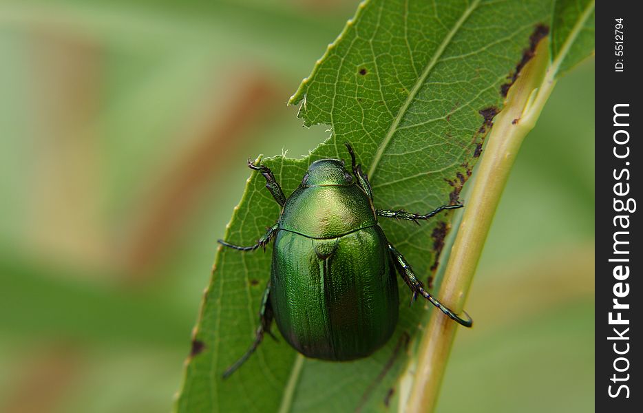 Green bug eating leaf and green background