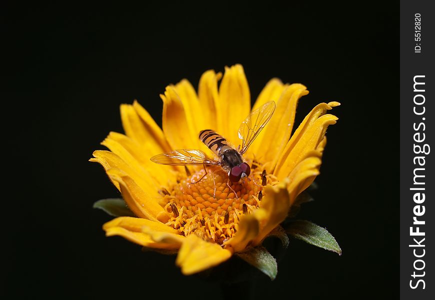 Bee collecting honey, isolated black background