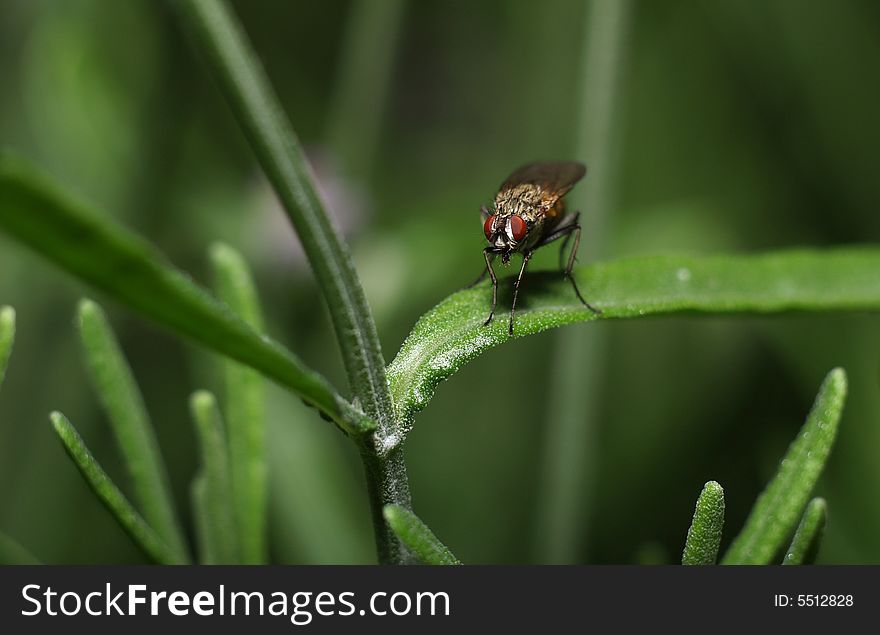 Fly on a green leaf and green background