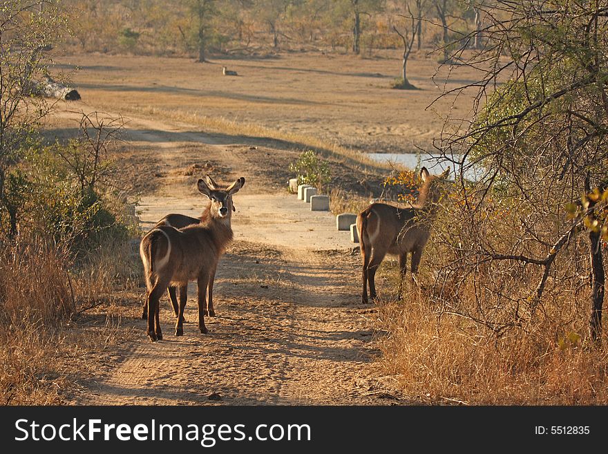 Photo of a herd of Female Waterbuck taken in Sabi Sands Reserve in South Africa. Photo of a herd of Female Waterbuck taken in Sabi Sands Reserve in South Africa