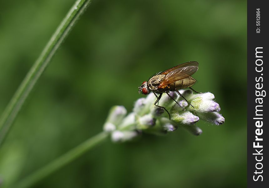 Fly on a white flower and green background