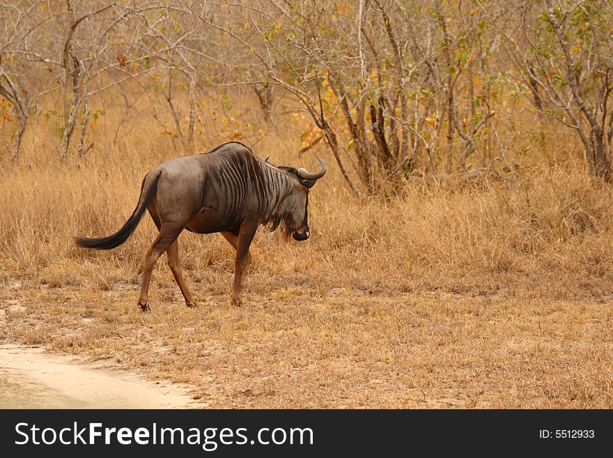 Photo of blue wildebeest taken in Sabi Sands Reserve in South Africa