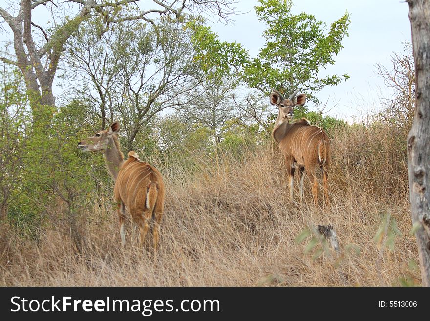 Photo of a Male and female Kudu