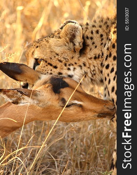Cheetah On A Kill