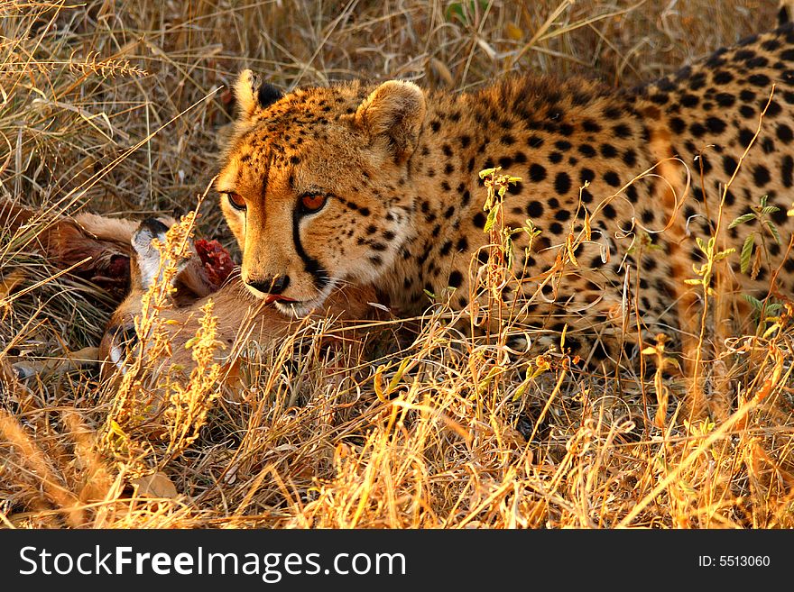Cheetah on a kill
