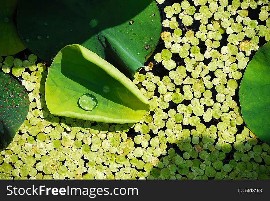 A water droplet on a growing lotus leaf in pond. A water droplet on a growing lotus leaf in pond.